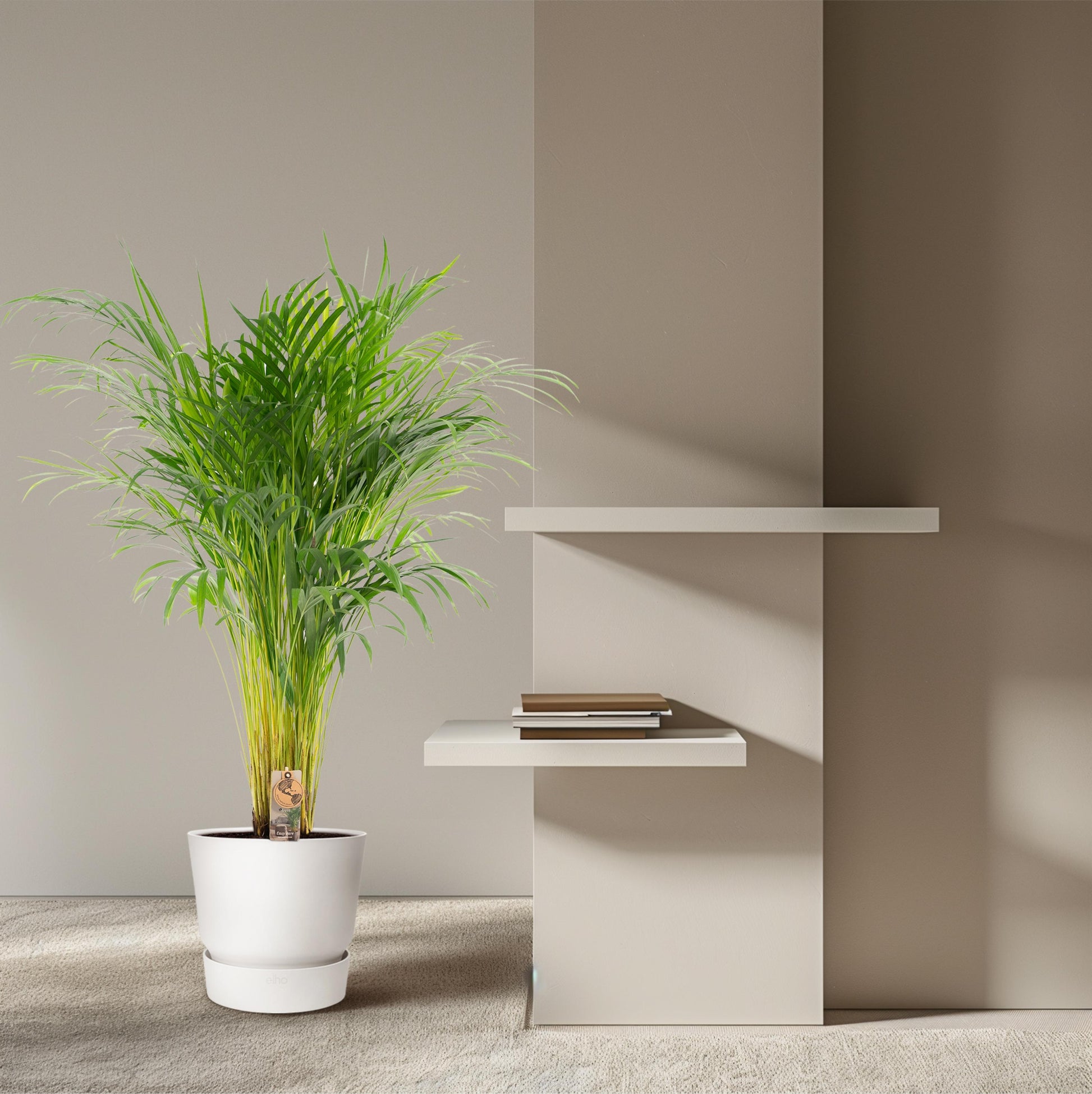 Areca palm - 110 cm - Forest Plants