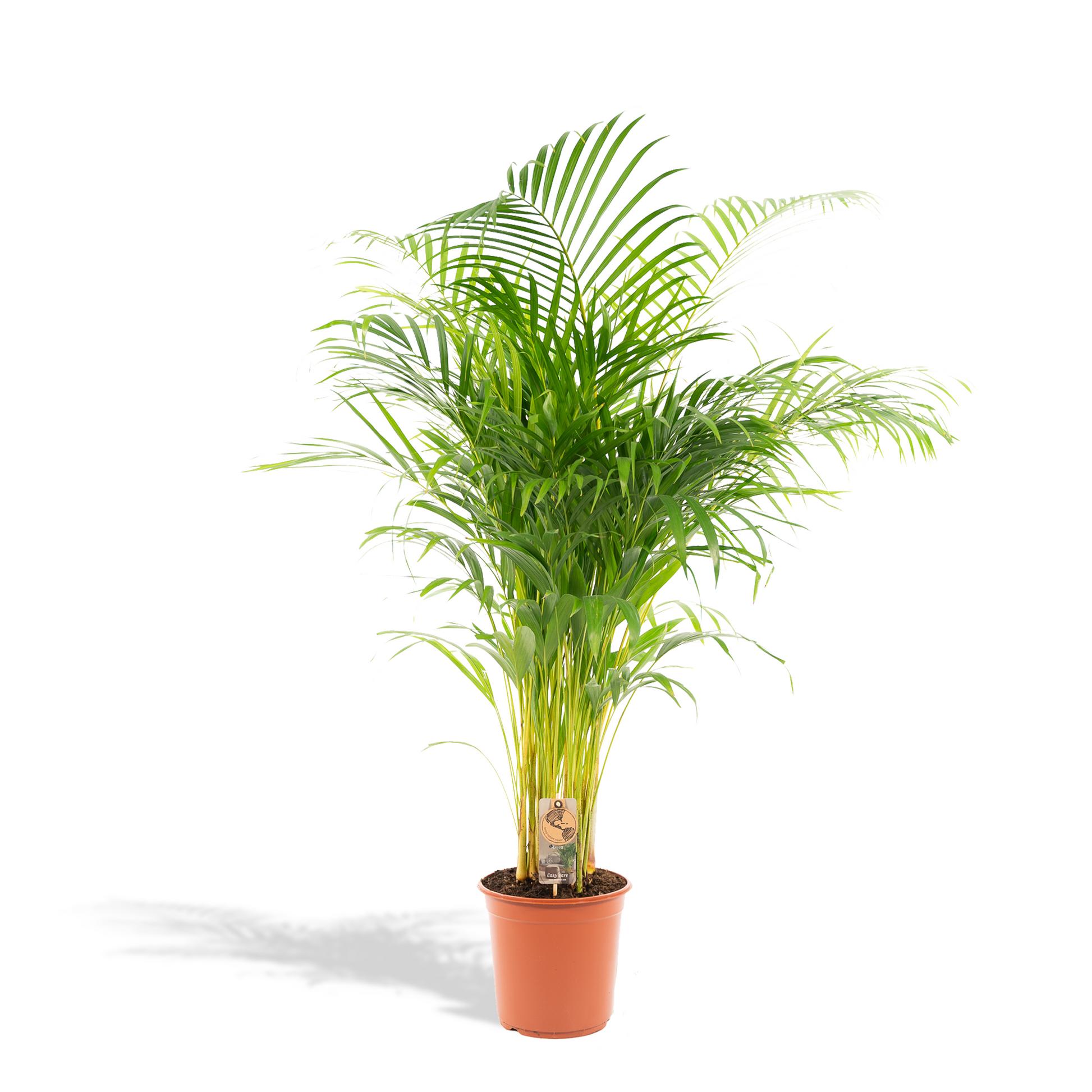 Areca palm - 130 cm - Forest Plants