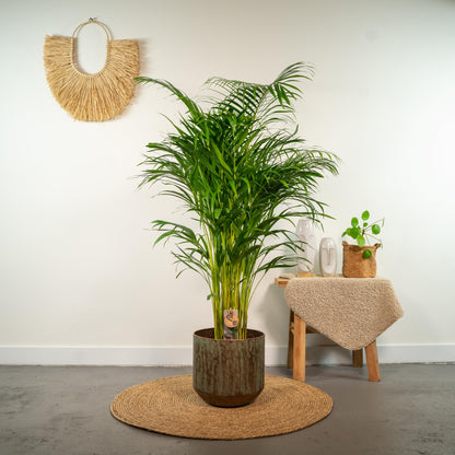 Areca palm - 130 cm - Forest Plants