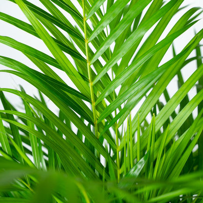 Areca palm - 130 cm - Forest Plants