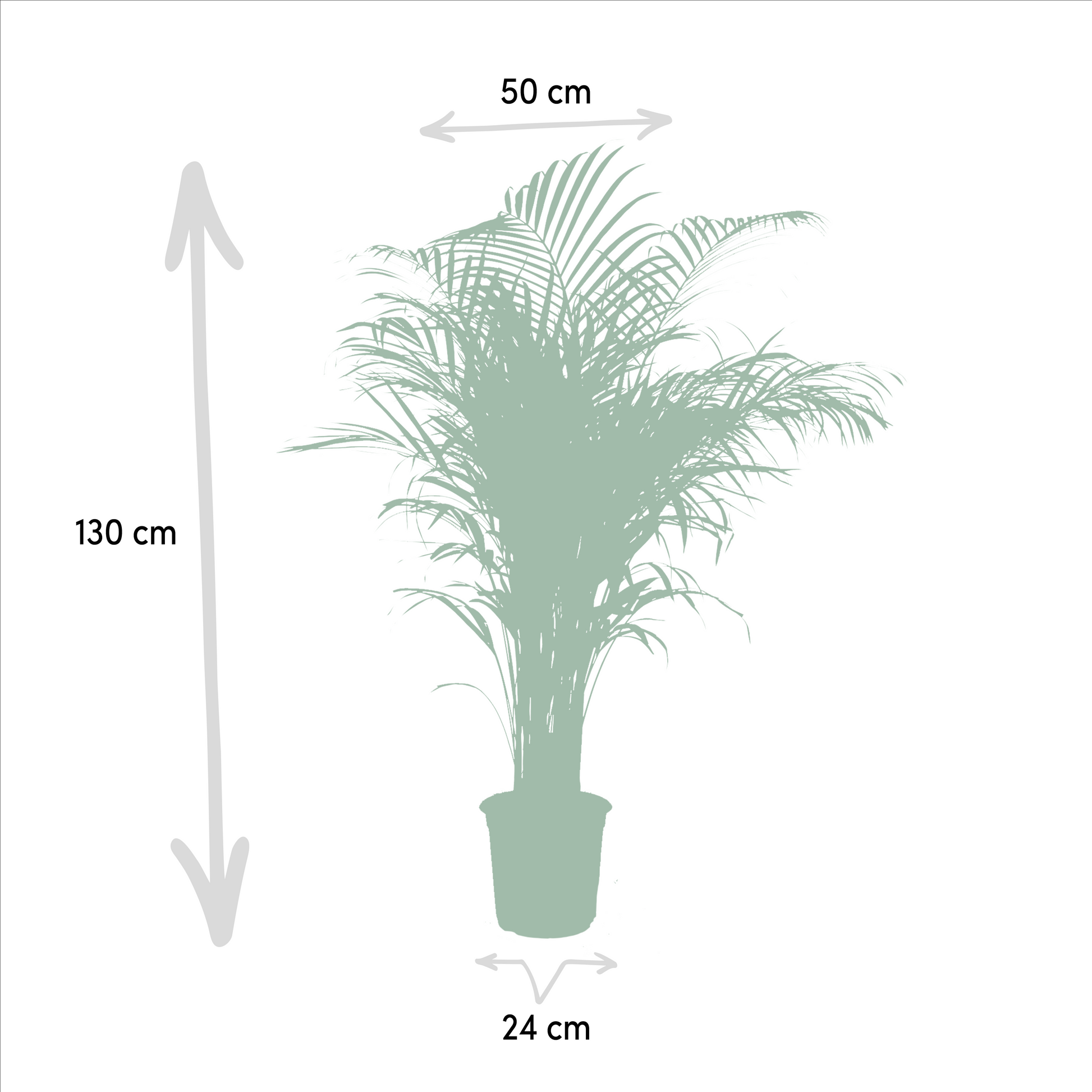 Areca palm - 130 cm - Forest Plants