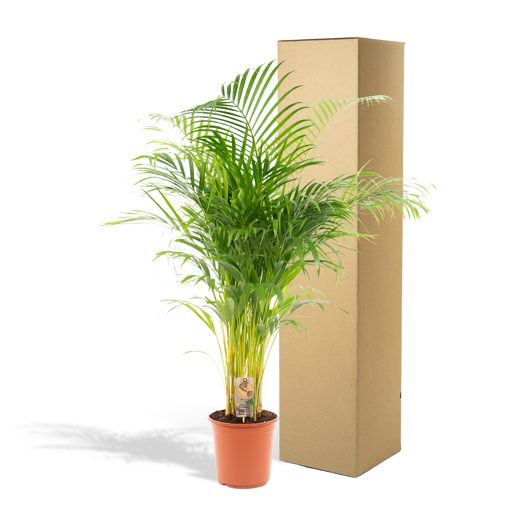 Areca palm - 130 cm - Forest Plants
