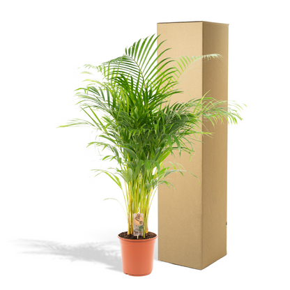 Areca palm - 130 cm - Forest Plants