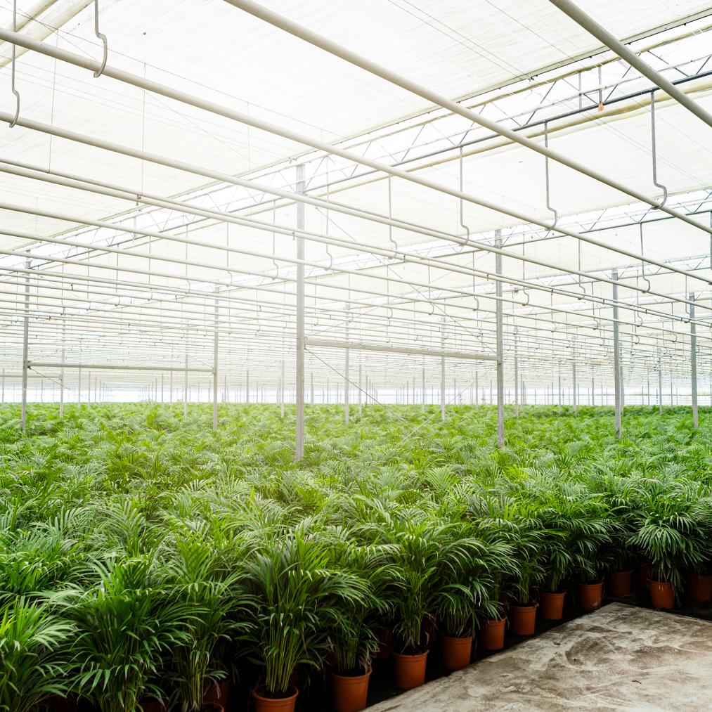 Areca palm - 130 cm - Forest Plants