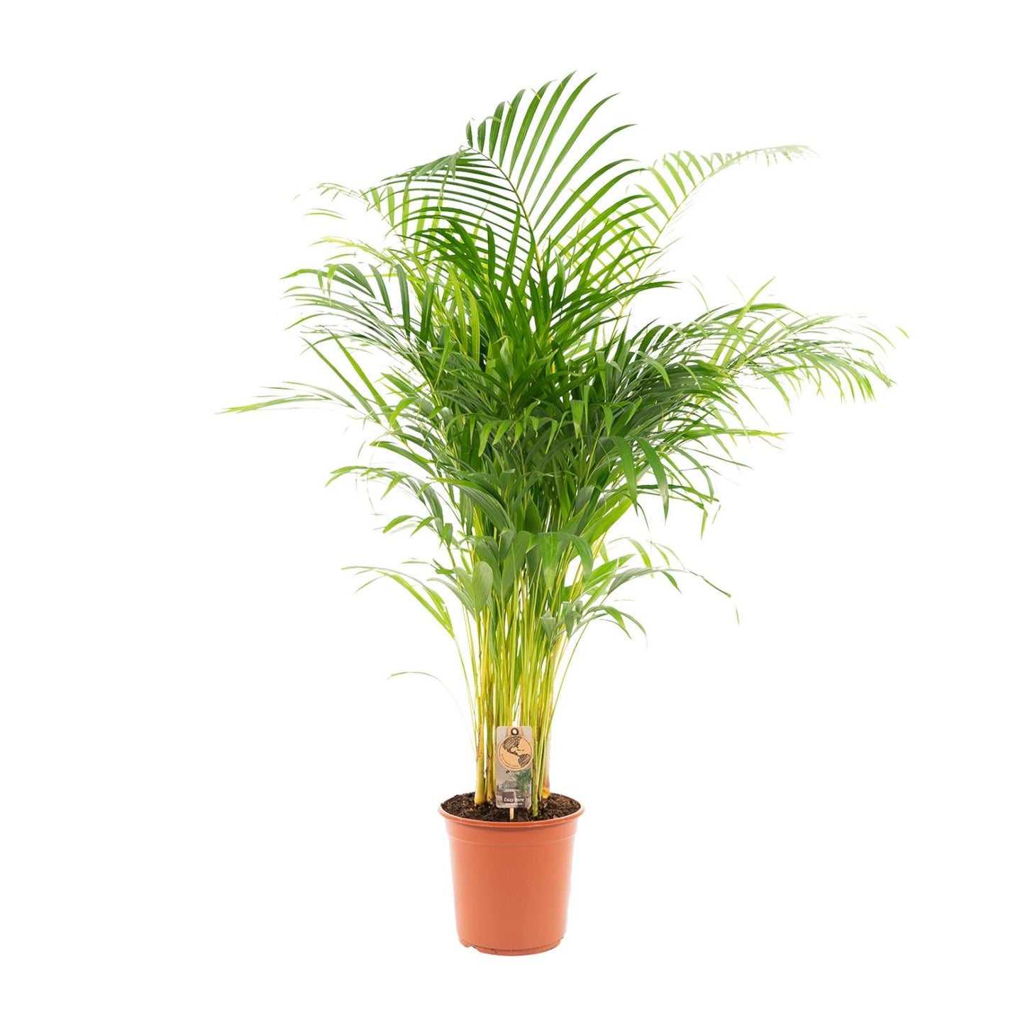 Areca palm - 130 cm - Forest Plants
