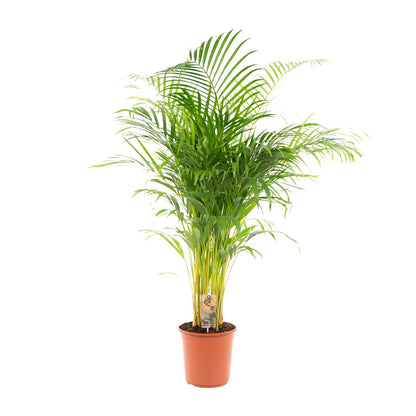 Areca palm - 130 cm - Forest Plants
