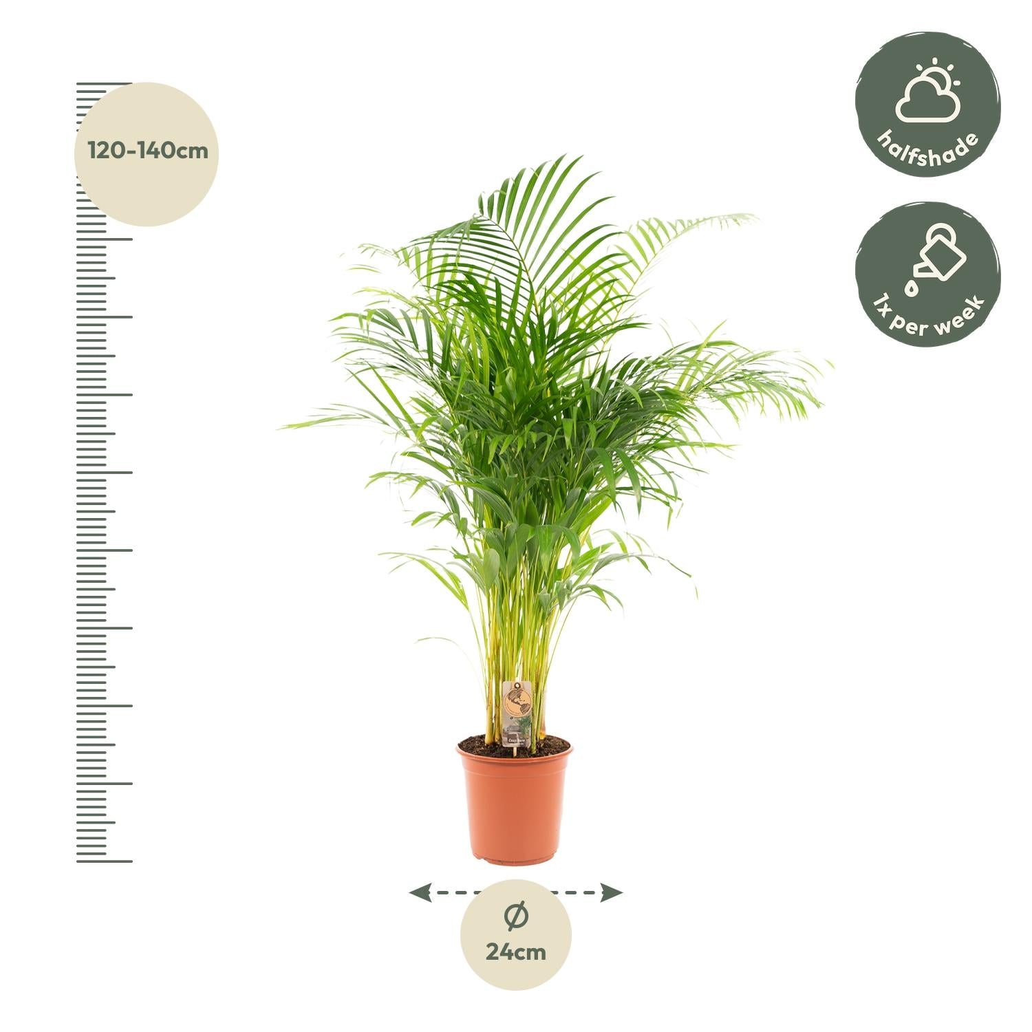 Areca palm - 130 cm - Forest Plants