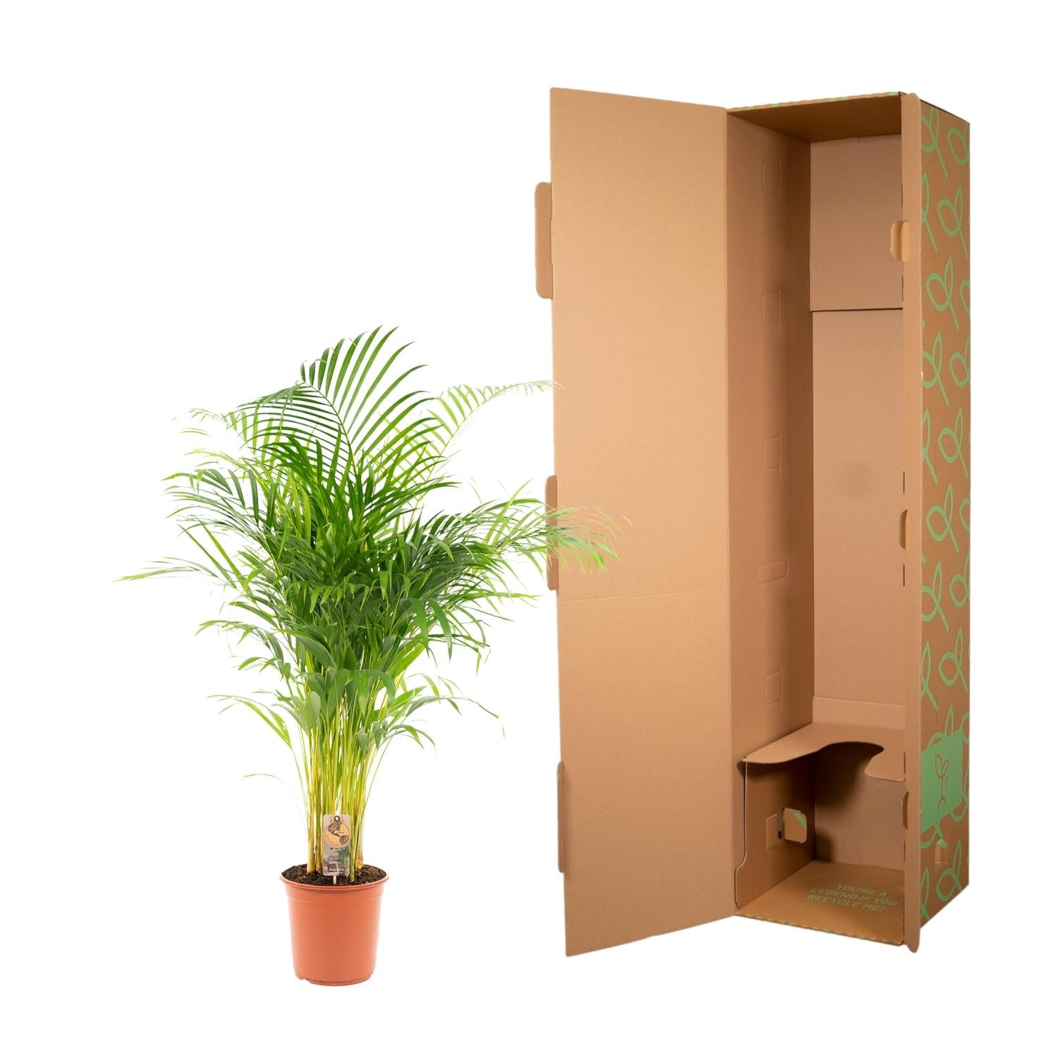 Areca palm - 130 cm - Forest Plants