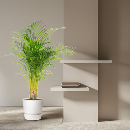 Areca palm - 130 cm - Forest Plants