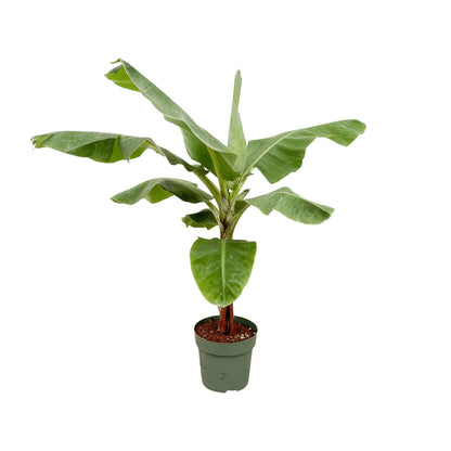 Bananenplant (Musa) - 170cm - Forest Plants