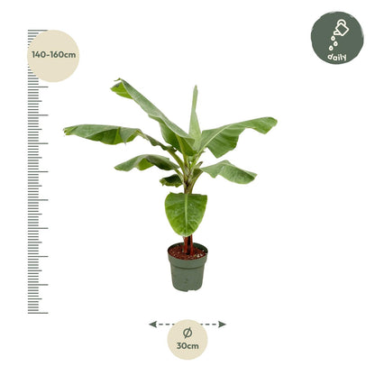 Bananenplant (Musa) - 170cm - Forest Plants