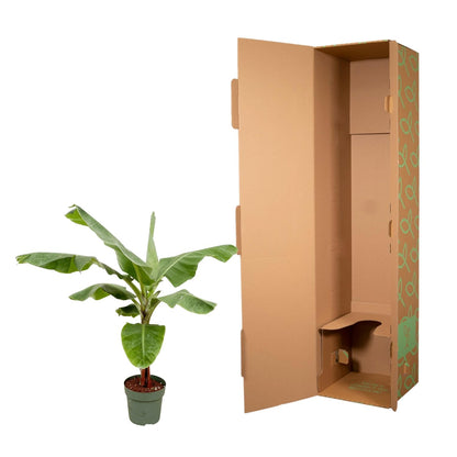Bananenplant (Musa) - 170cm - Forest Plants