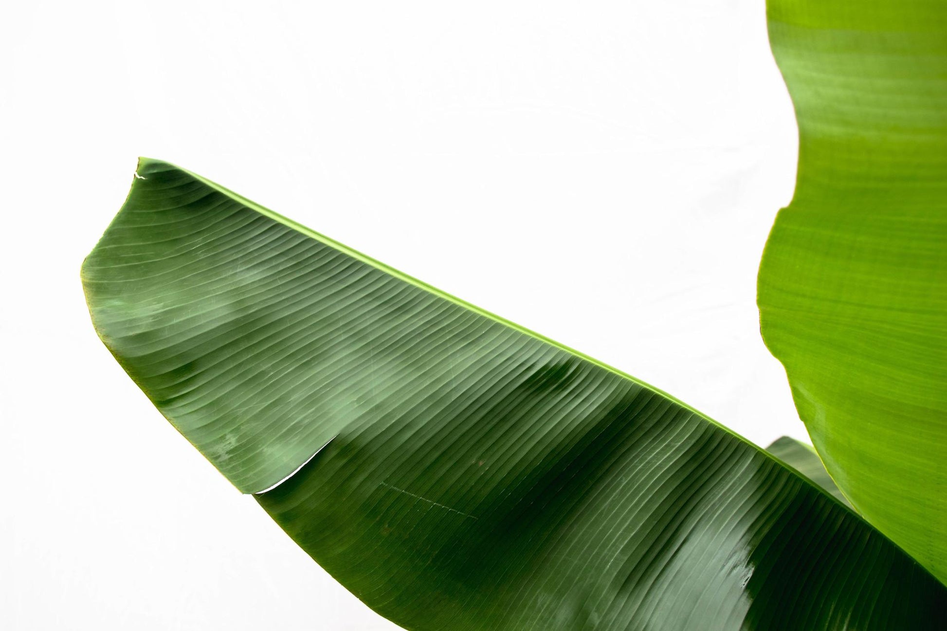 Bananenplant (Musa) - 170cm - Forest Plants