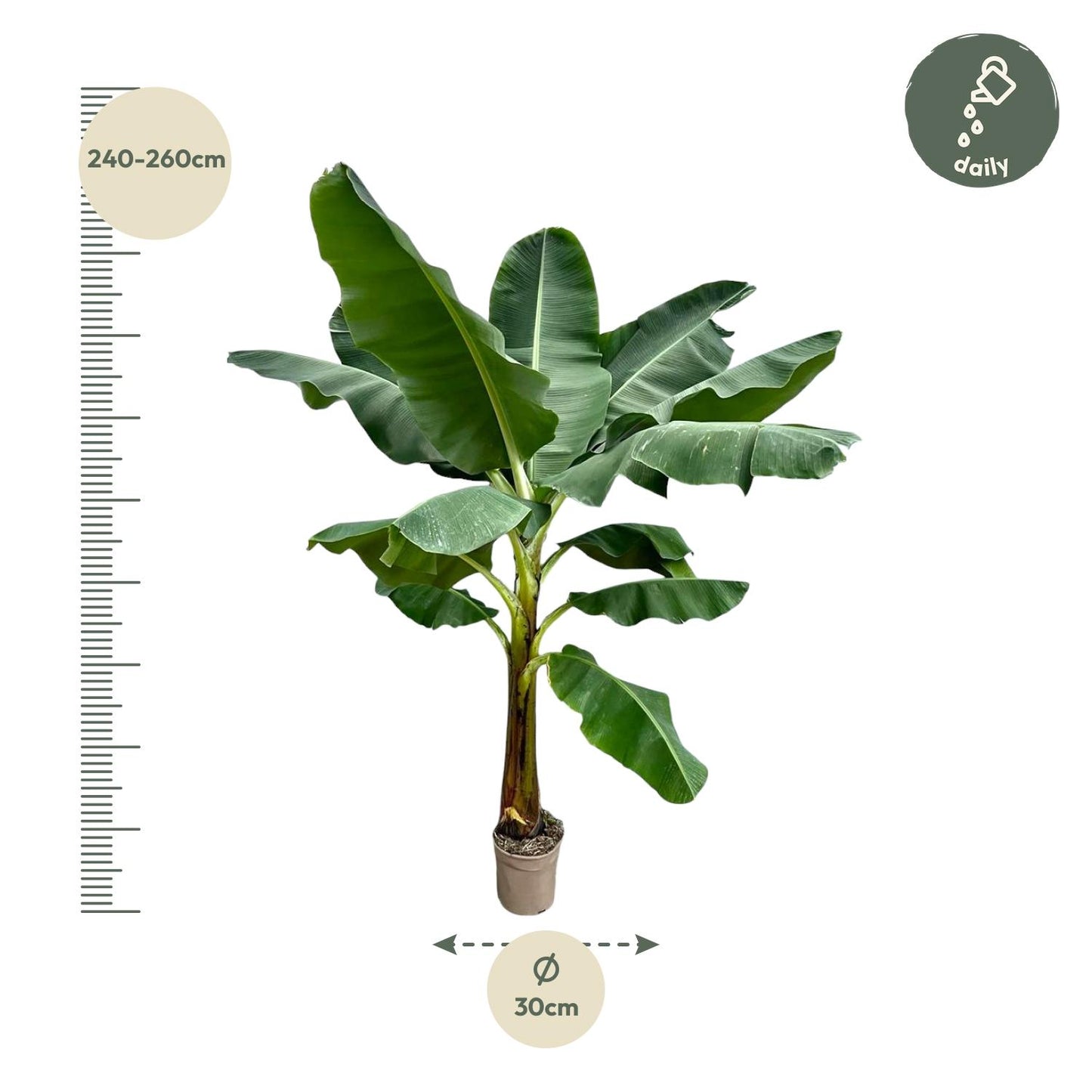 Bananenplant (Musa) - 250 cm - Forest Plants