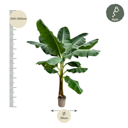 Bananenplant (Musa) - 250 cm - Forest Plants