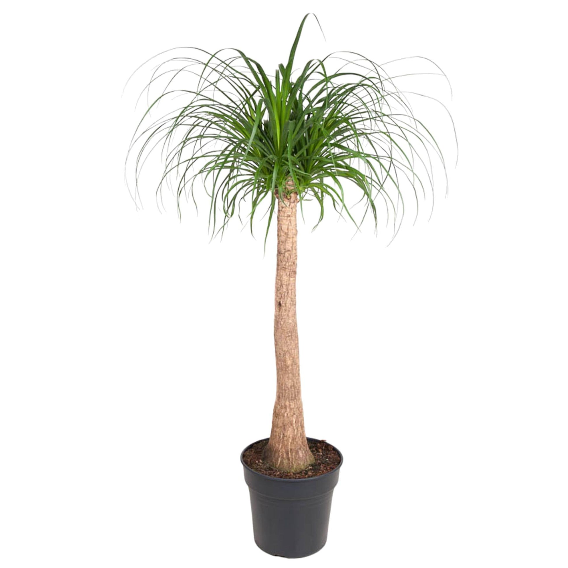 Beaucarnea stam - 120 cm - Forest Plants