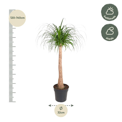 Beaucarnea stam - 120 cm - Forest Plants