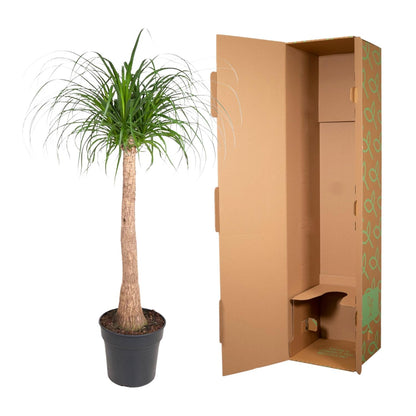 Beaucarnea stam - 120 cm - Forest Plants