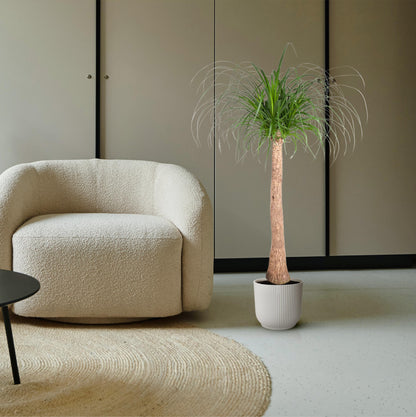 Beaucarnea stam - 120 cm - Forest Plants