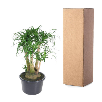 Beaucarnea vertakt - 110 cm - Forest Plants