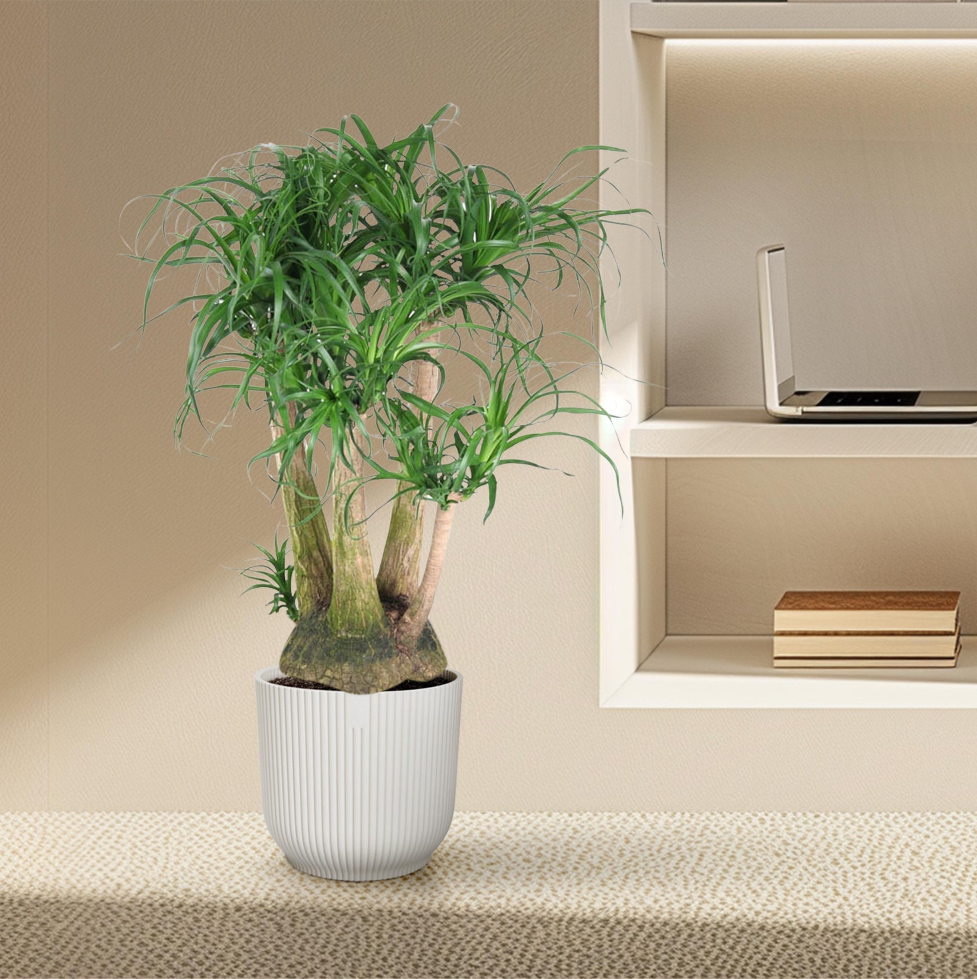 Beaucarnea vertakt - 110 cm - Forest Plants