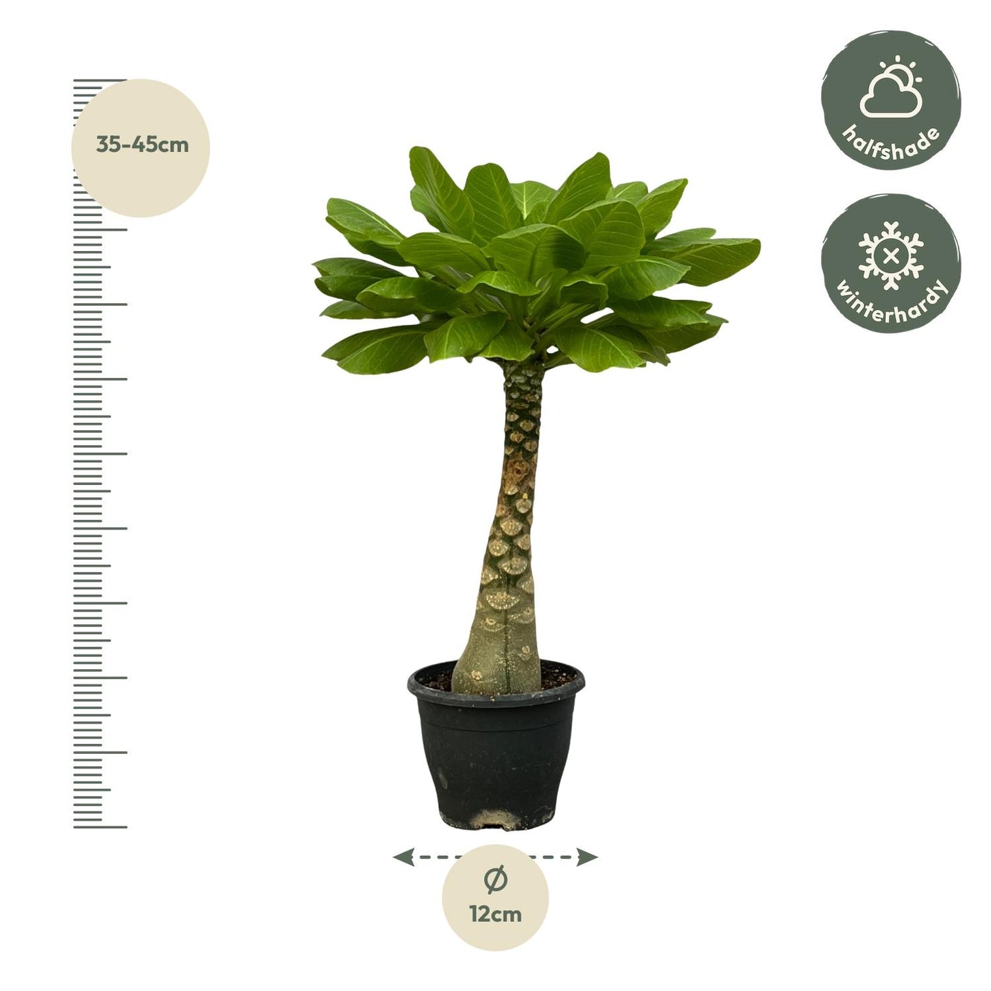 Brighamia Insignis - 25 cm