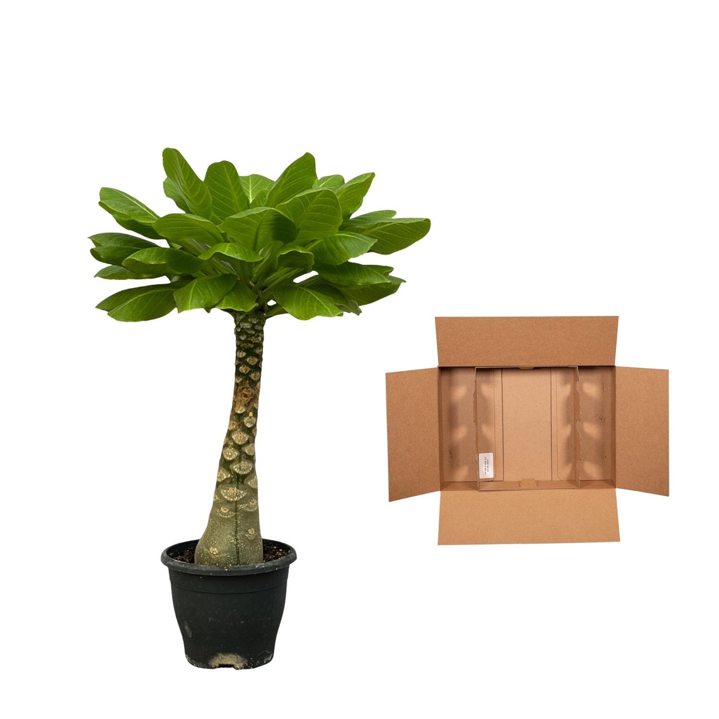 Brighamia Insignis - 25 cm