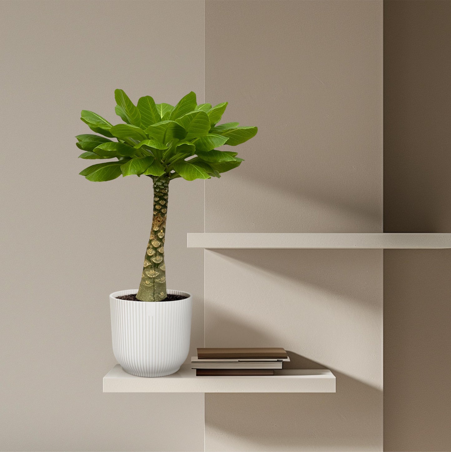 Brighamia Insignis - 25 cm
