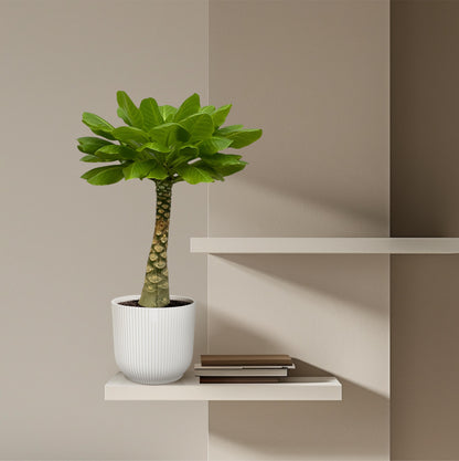Brighamia Insignis - 25 cm