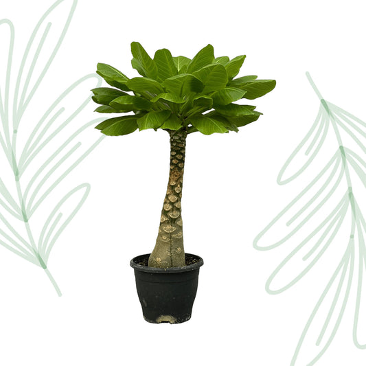 Birghamia Insignis - 25 cm Forest Plants