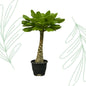 Birghamia Insignis - 25 cm Forest Plants