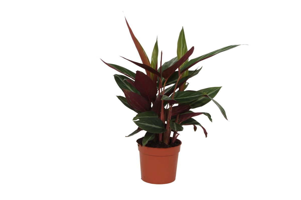 Calathea Stripestar - 40 cm