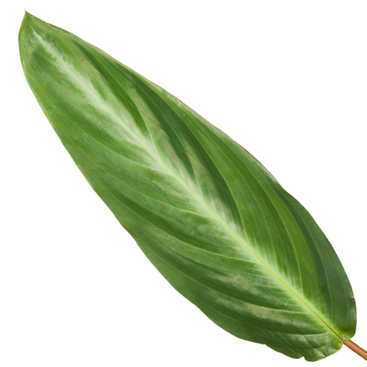 Calathea Stripestar - 40 cm