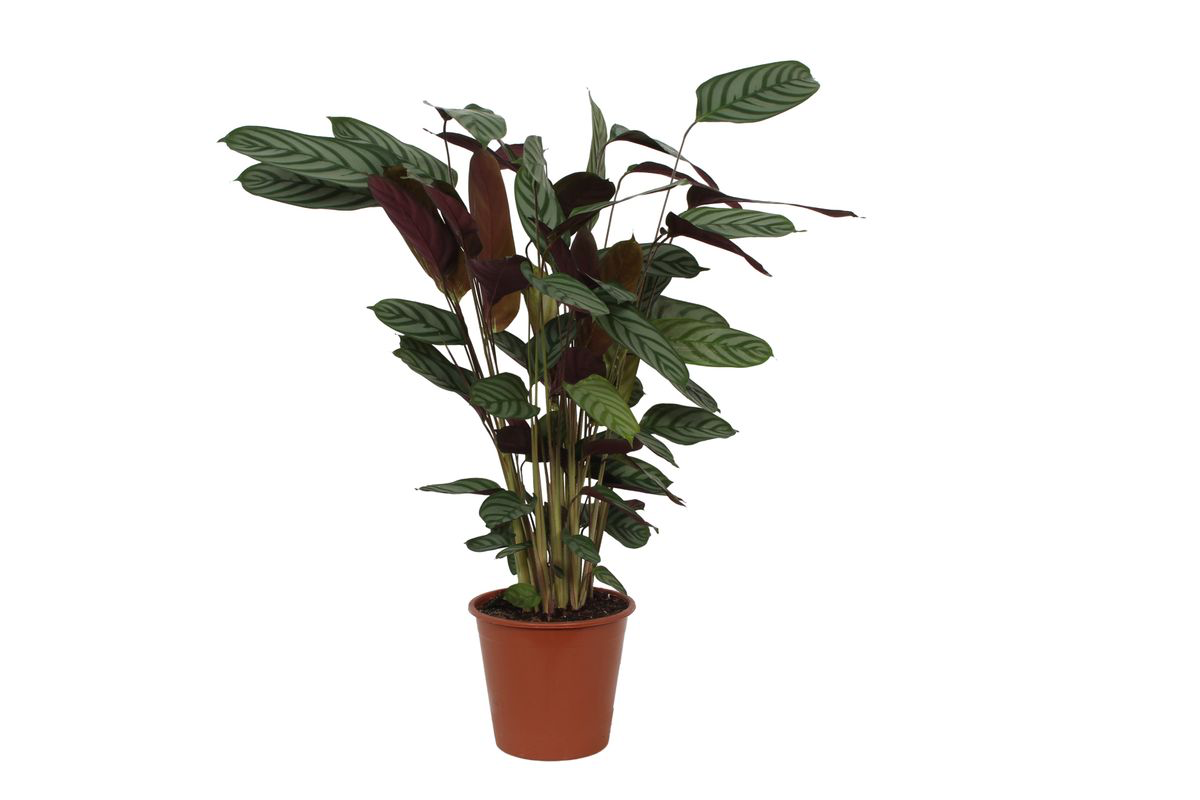 Calathea Compactstar - 90 cm