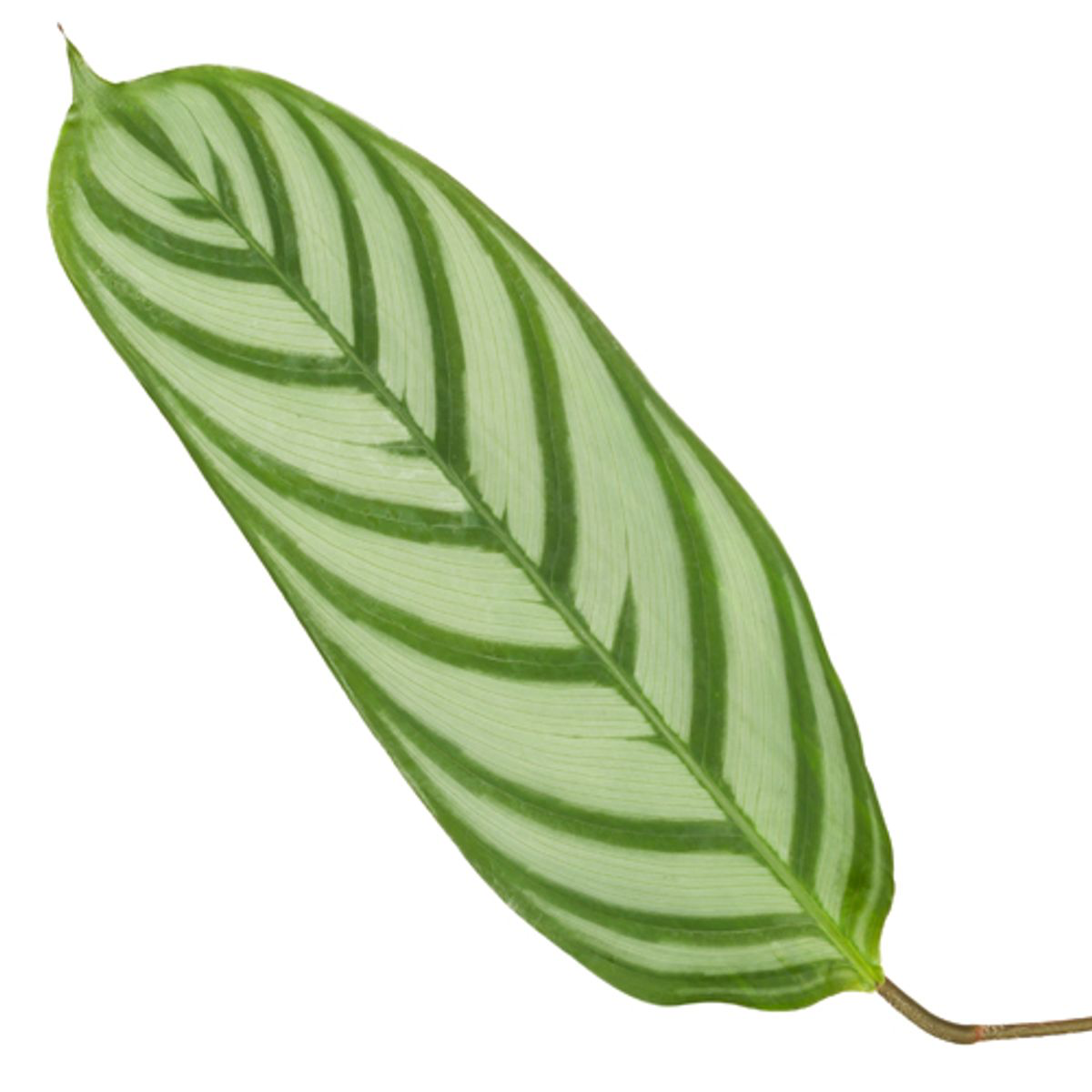 Calathea Compactstar - 90 cm