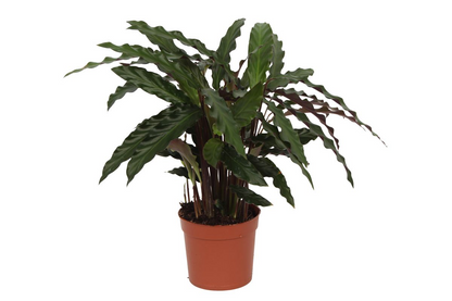 Calathea Elgergrass - 35 cm