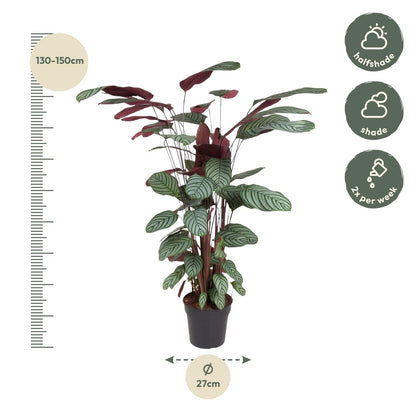 Calathea Oppenheimiana - 130 cm - Forest Plants