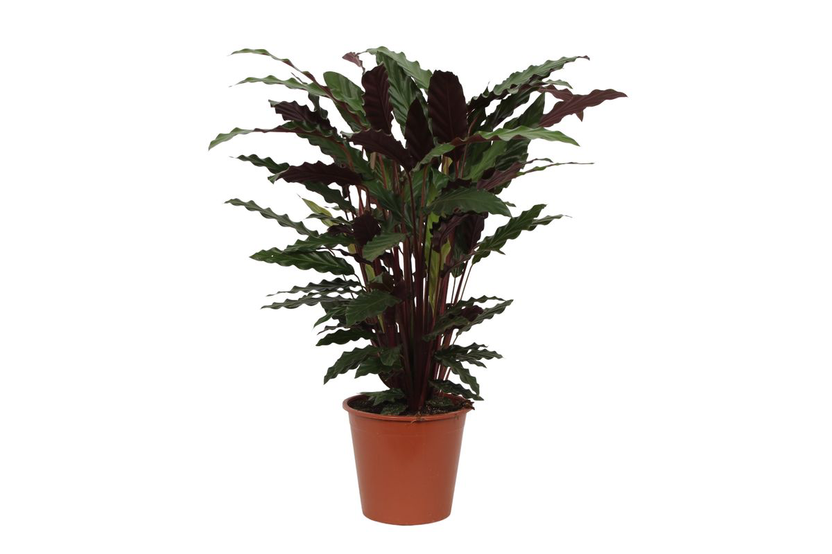 Calathea Wavestar - 80 cm