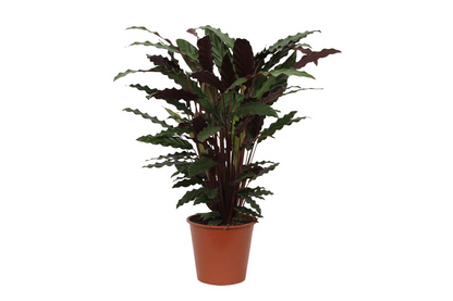 Calathea Wavestar - 80 cm