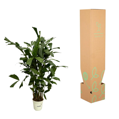 Caryota Mitis - 130 cm