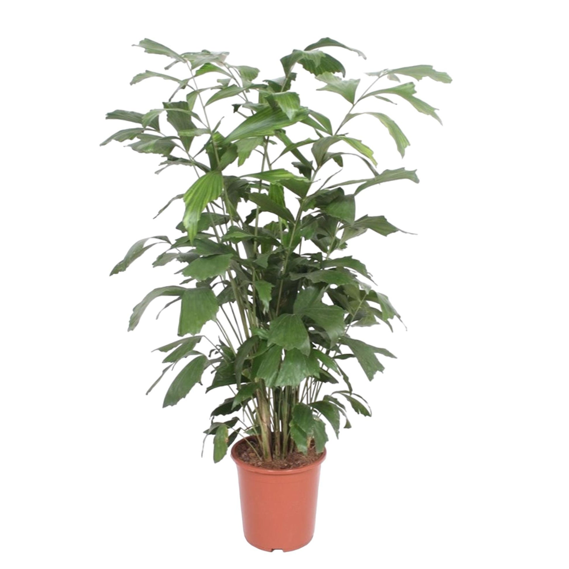 Caryota Mitis - 140 cm - Forest Plants