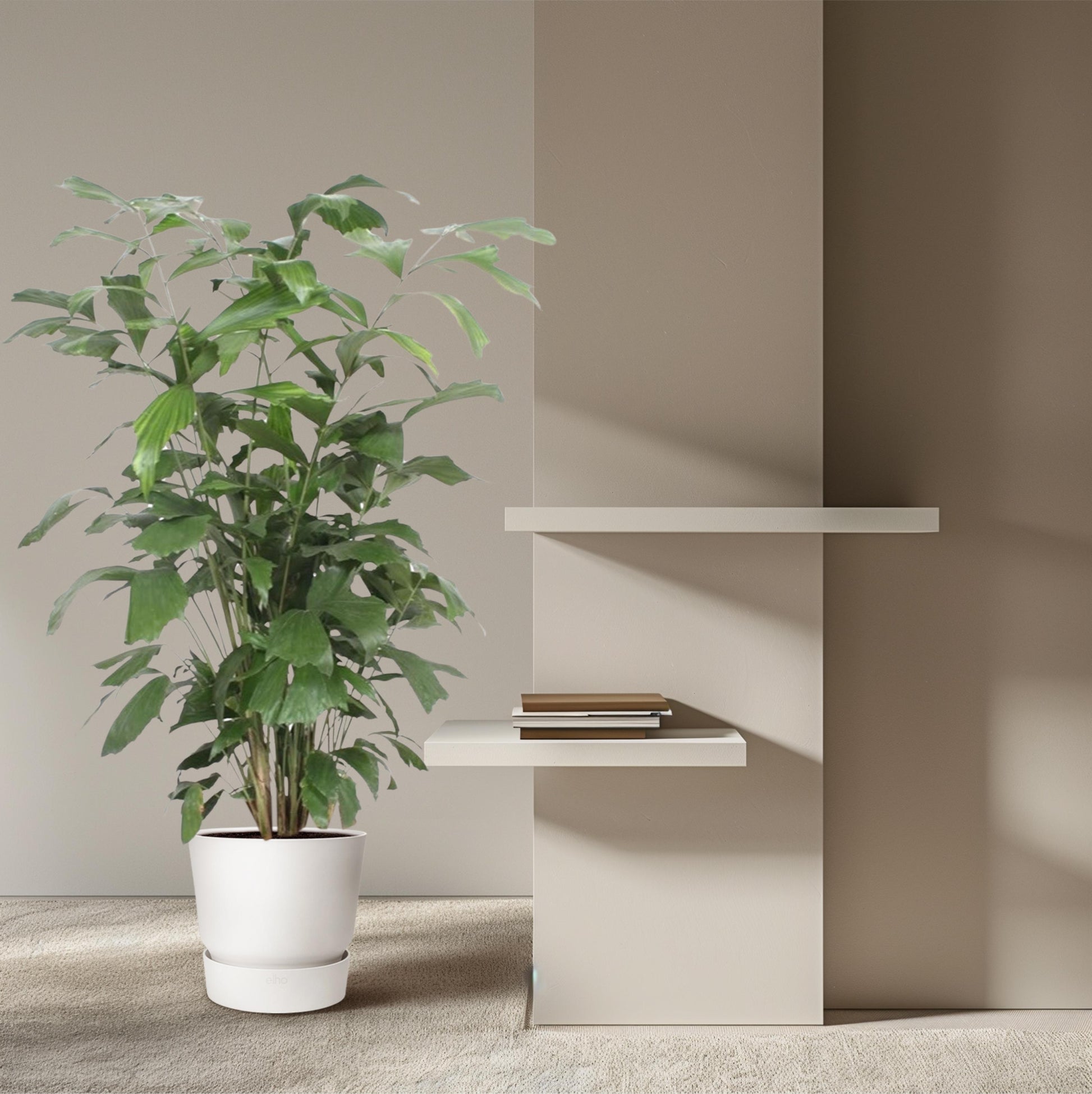 Caryota Mitis - 140 cm - Forest Plants