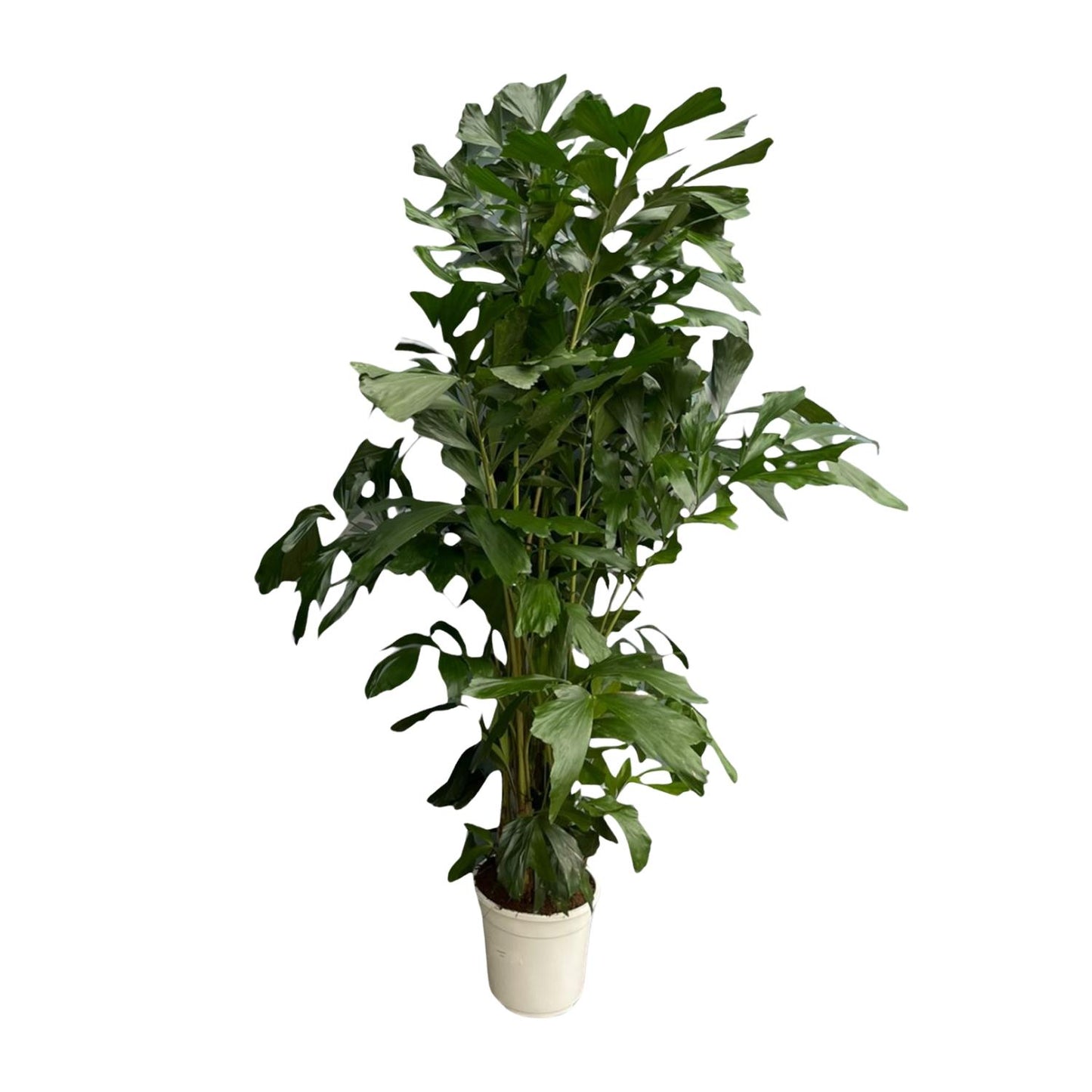 Caryota Mitis - 180 cm