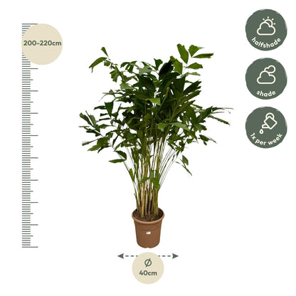 Caryota Mitis - 250 cm