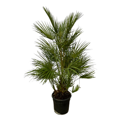 Chamaerops Humilis - 130 cm