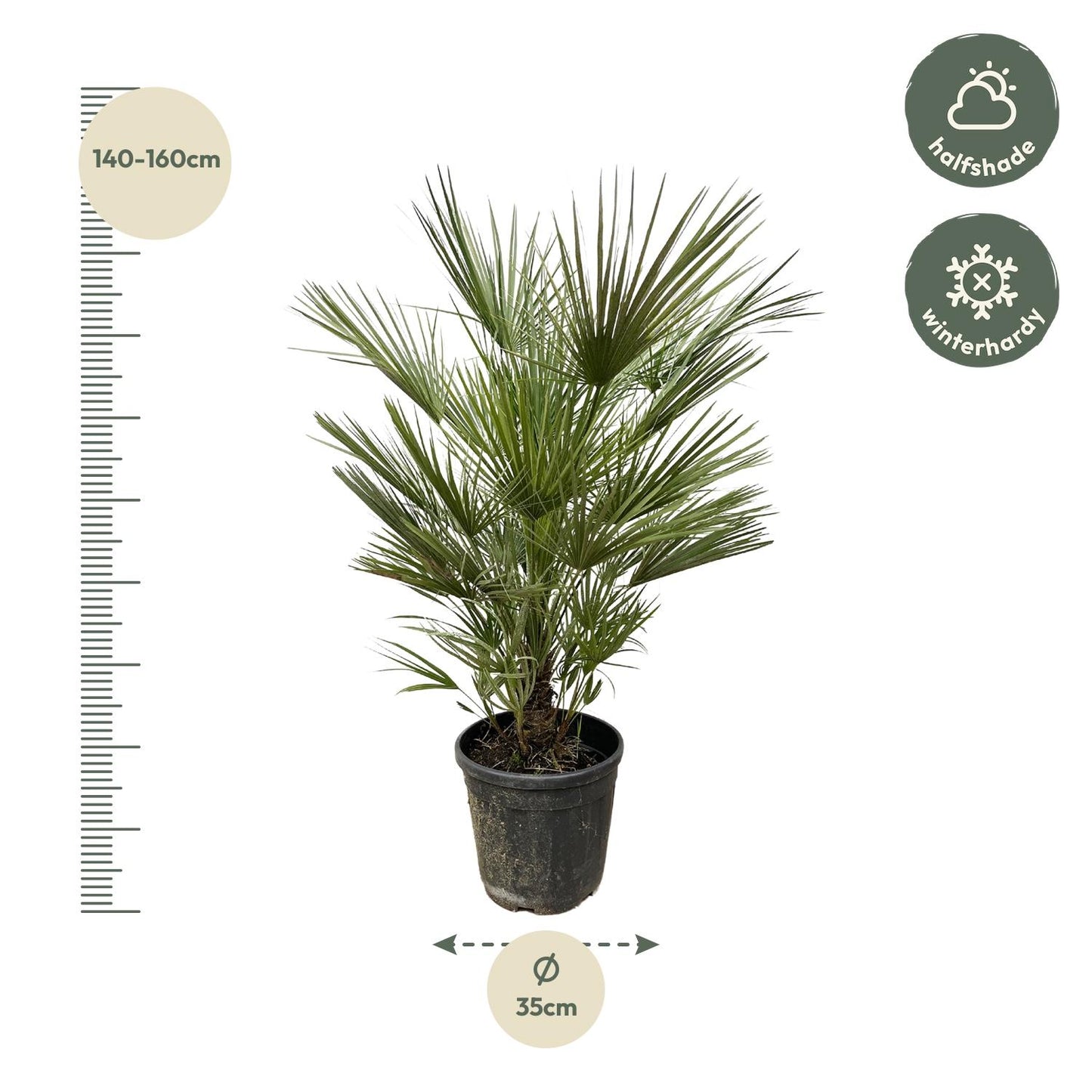 Chamaerops Humilis - 150 cm - Forest Plants