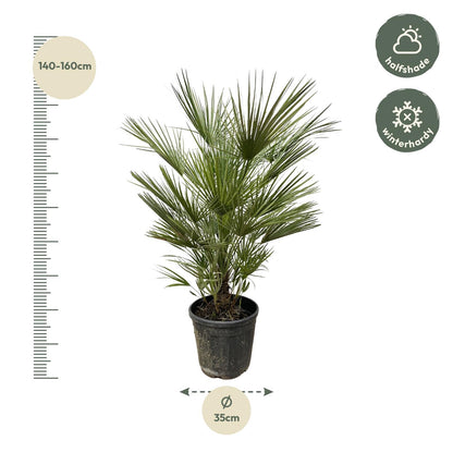 Chamaerops Humilis - 150 cm - Forest Plants