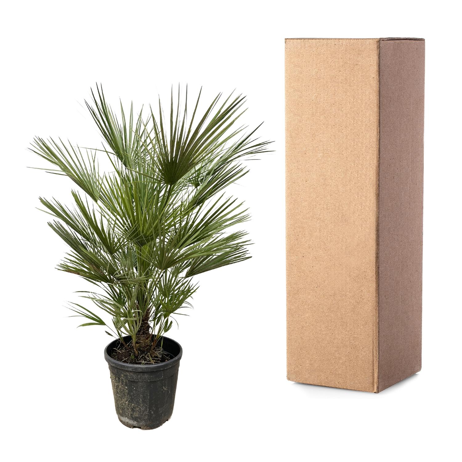 Chamaerops Humilis - 150 cm - Forest Plants