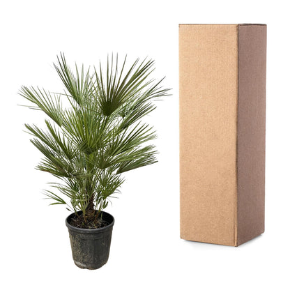 Chamaerops Humilis - 150 cm - Forest Plants