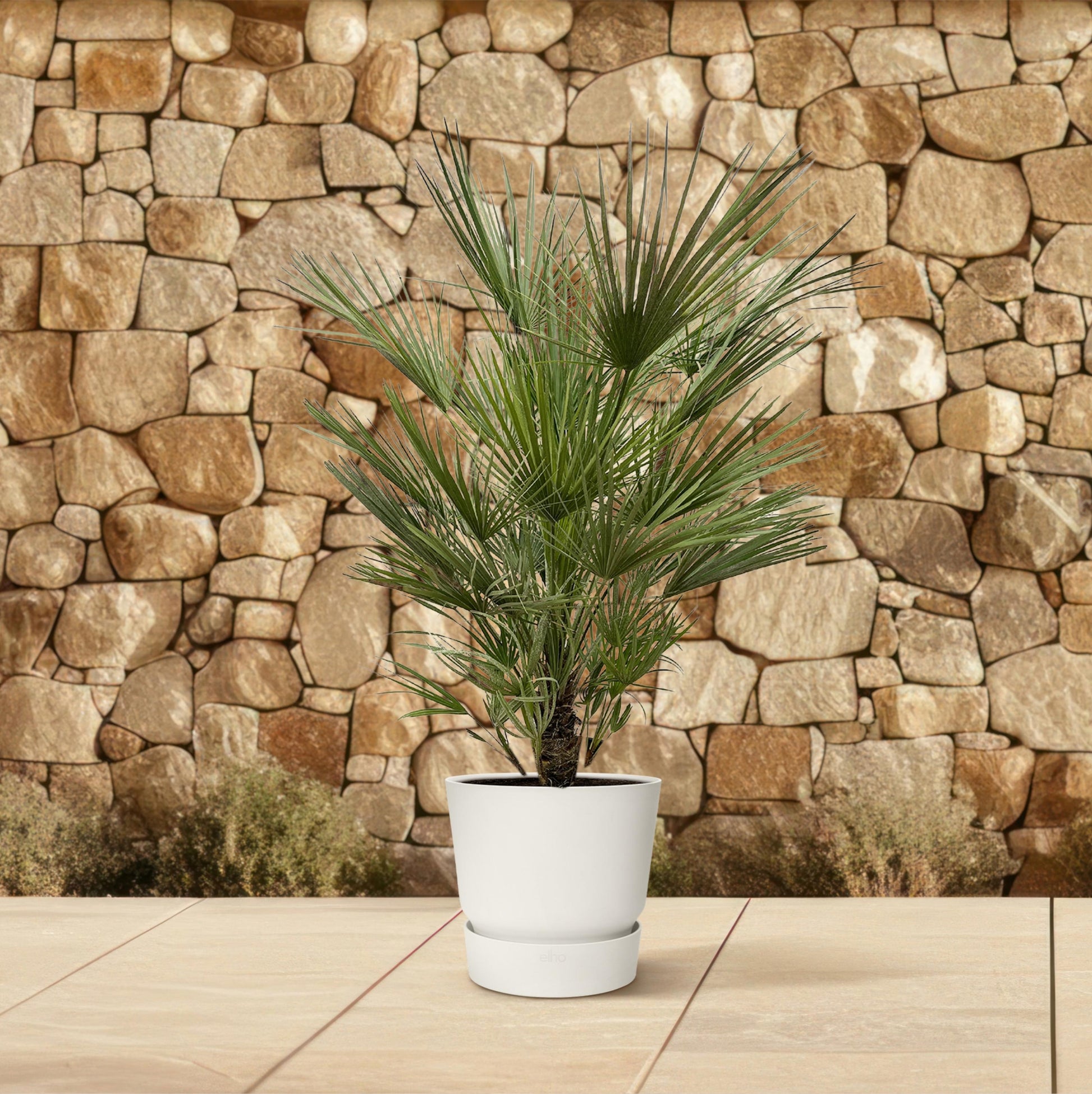 Chamaerops Humilis - 150 cm - Forest Plants